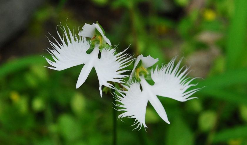 六甲高山植物園 天翔る白鷺(しらさぎ)の如き花
サギソウが開花しました!