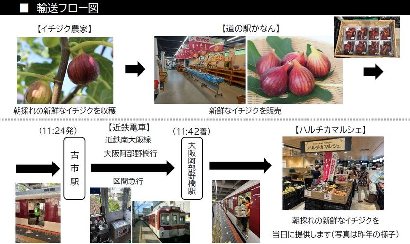 河南町の新鮮な朝採れイチジクを、ハルチカマルシェで今年も販売しまっせ!