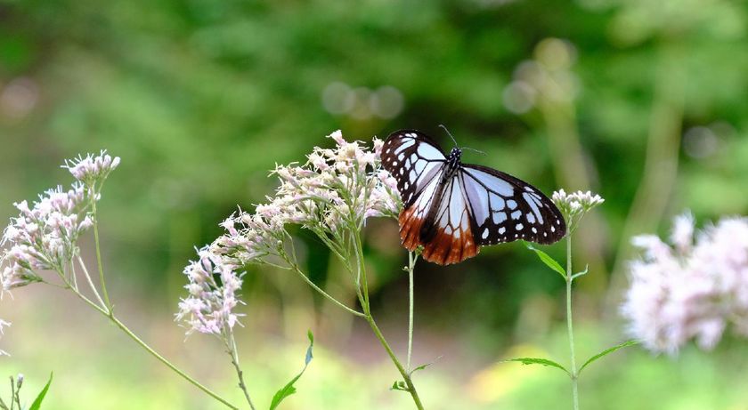 秋を連れてくる“渡り蝶”「アサギマダラ」が
六甲高山植物園に飛来!