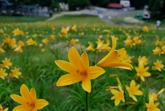 園内のニッコウキスゲの様子 (6月7日撮影)