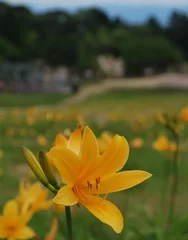 ニッコウキスゲ (6月7日撮影)