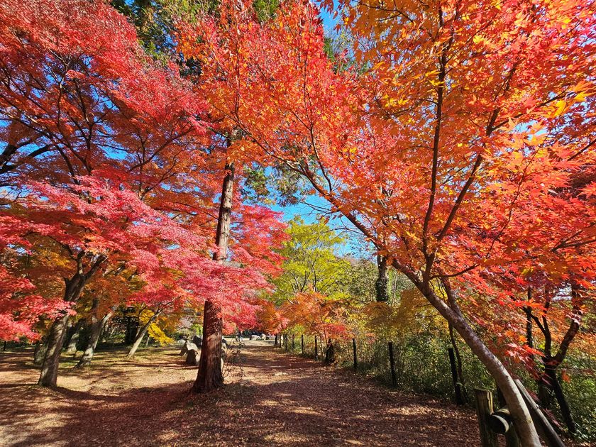 色づく渓谷で秋を味わう、
埼玉県嵐山町「嵐山渓谷紅葉まつり」イベントDay
11月28日、29日に開催