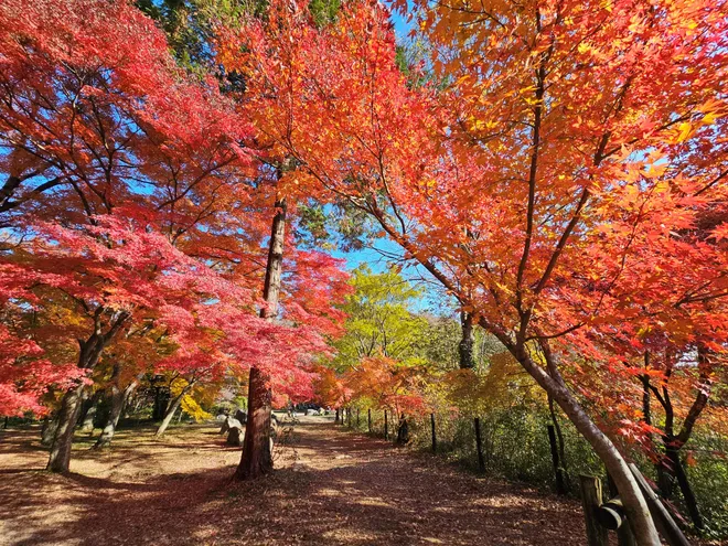 色づく渓谷で秋を味わう、
埼玉県嵐山町「嵐山渓谷紅葉まつり」イベントDay
11月28日、29日に開催