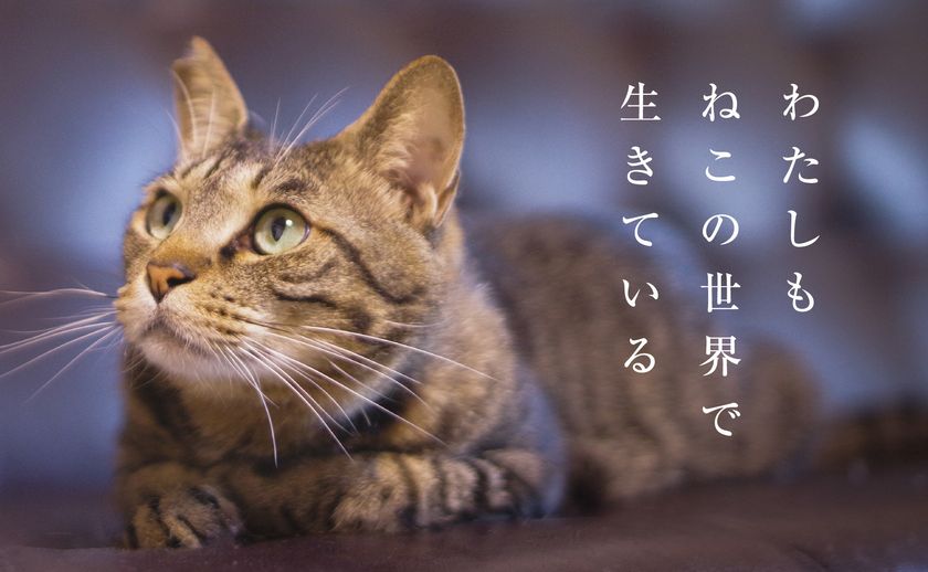 にゃるほど!猫から見た この世界
――人とねこが共存するためにできること
ねこの目線から、戦争と平和、共生を考える展覧会を
立命館大学国際平和ミュージアム ピースコモンズにて開催