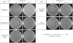 細菌の除菌テスト写真