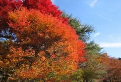 六甲高山植物園