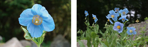 六甲高山植物園 特別企画 ヒマラヤの青いケシ 神秘の花の咲くところ 4月28日 木 スタート 阪神電気鉄道株式会社のプレスリリース