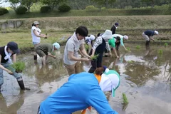 田植え